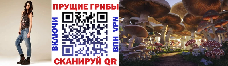 Псилоцибиновые грибы Psilocybine cubensis  Салаир 
